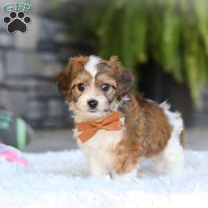 Braxton, Cavachon Puppy